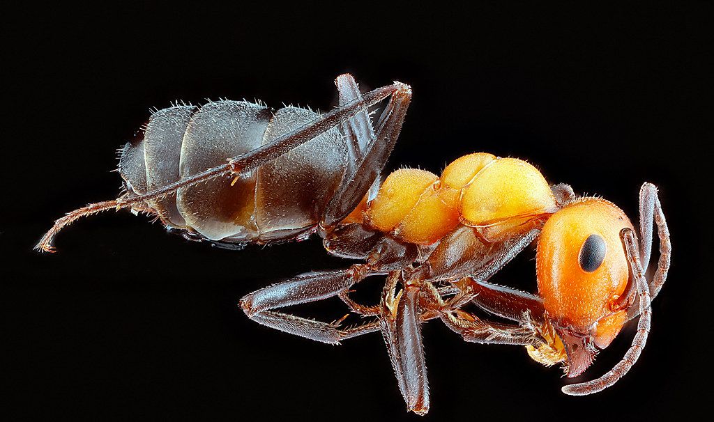 Ant Control service in Horizon West, FL