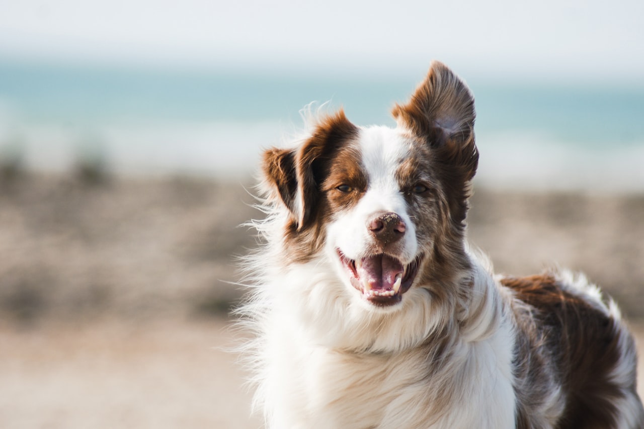 Flea & Tick Control service in Horizon West, FL