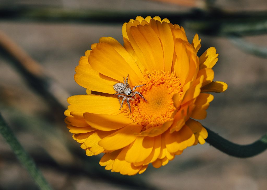 Spider Control service in Horizon West, FL